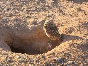 Burrowing owl